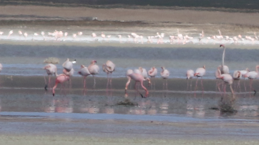 Lesser Flamingo